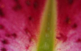 Ende Juli 08 005 Schnitz