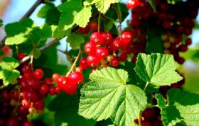 tantra-massage nürnberg mona