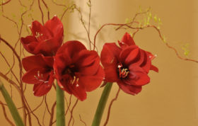 Berlin Prenzlauer Berg Tantra