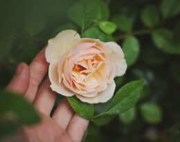 Earyikg21d4 maja petric unsplash com